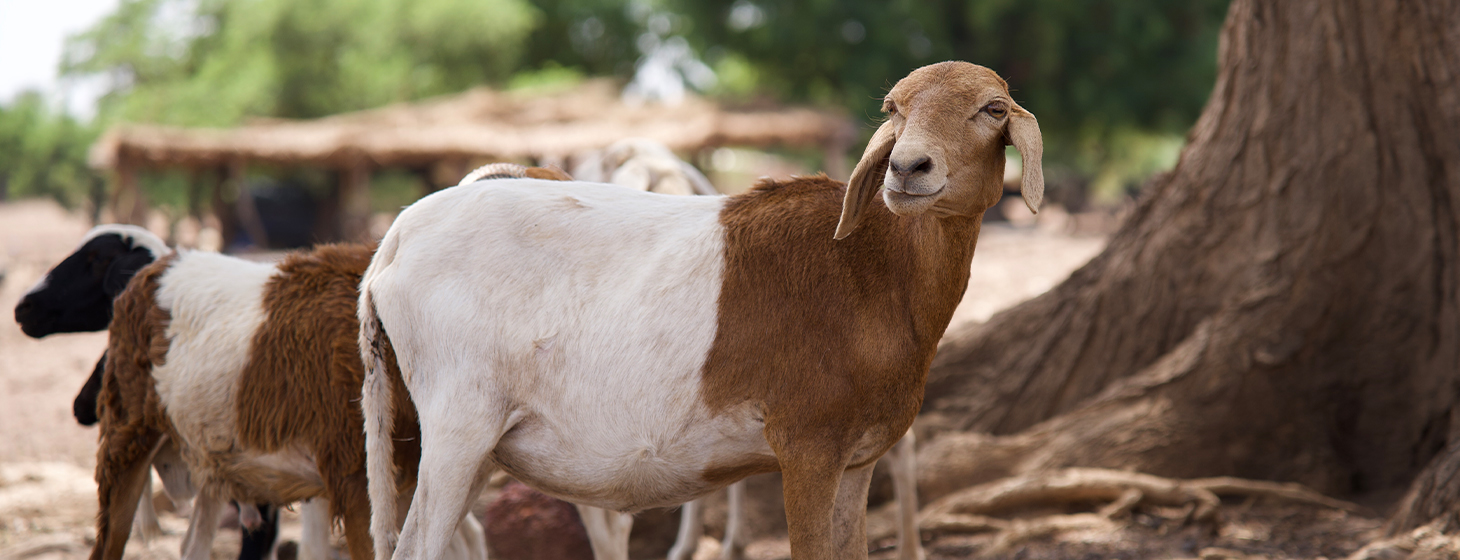 Qurban for Sadaqa - Small Cattle