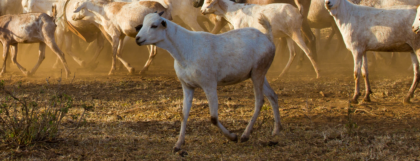 Kurban Ruhuna (Hediye) Küçükbaş